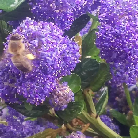 Maison Charmante A Avec Vue Sur Jardin Et Terrasses Mimizan-Plage